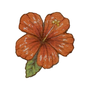Red-orange hibiscus flower