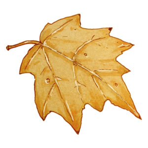 Single golden maple leaf