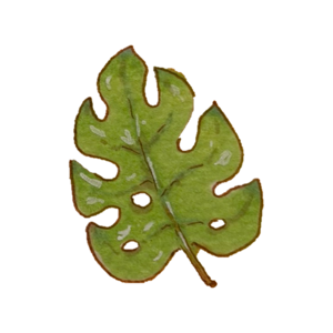 Large green monstera leaf