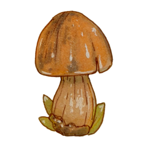 Big brown mushroom with a thick stalk