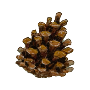 Brown pinecone