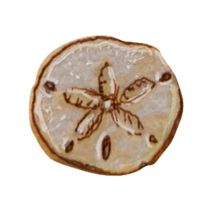 Pale sand dollar