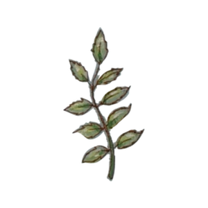 Slender sprig of green leaves