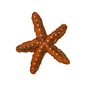 Orange starfish
