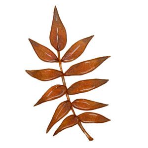 Sprig of deep red autumn sumac leaves