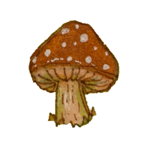 Orange toadstool with white spots
